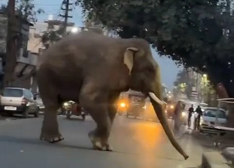 आबादी वाले इलाके में आ धमका जंगली हाथी, मची अफरा तफरी