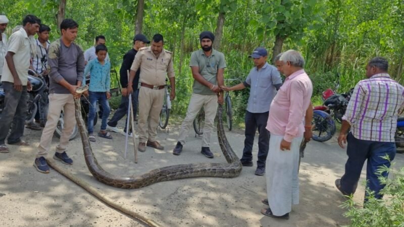 विशालकाय अजगर देख उड़ गए लोगों के होश, जानिए कहां का मामला