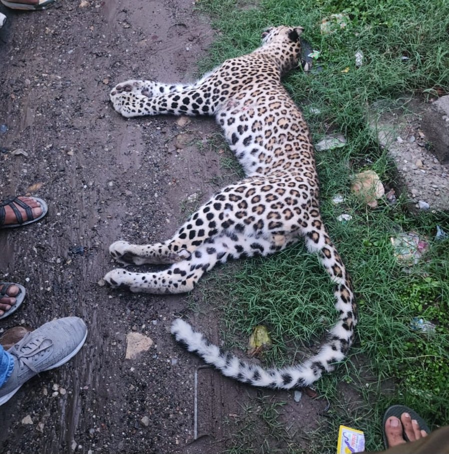 हादसा: हाईवे पर गाड़ी से टकराया गुलदार, मौके पर हुई मौत