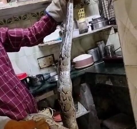 गेस्ट हाउस की किचन में घुस आया अजगर, अफरा तफरी मची
