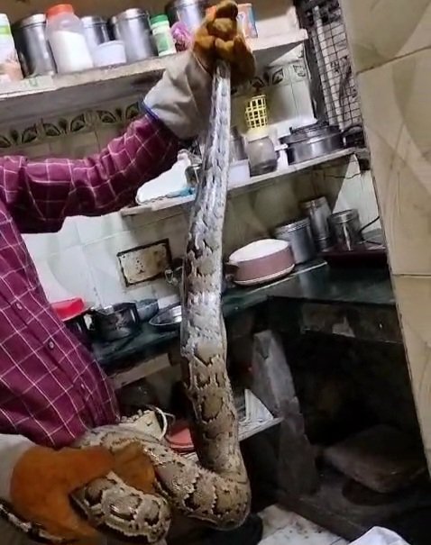 गेस्ट हाउस की किचन में घुस आया अजगर, अफरा तफरी मची