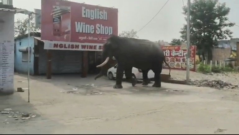 सड़क पर आया हाथी शराब के ठेके तक पहुंचा, मची अफरा तफरी