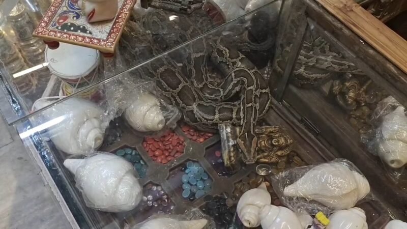 दुकान में घुसकर काउंटर में जा बैठा अजगर, देख कर लोग रह गए सन्न