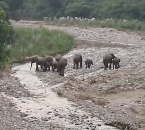 जंगल से निकल कर आया हाथियों का झुंड, अठखेलियां करते दिखे नन्हे हाथी
