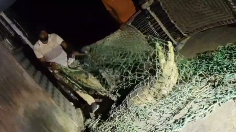 घर में घुसे मगरमच्छ को देखकर उड़े लोगों के होश, वनकर्मियों ने रेस्क्यू किया
