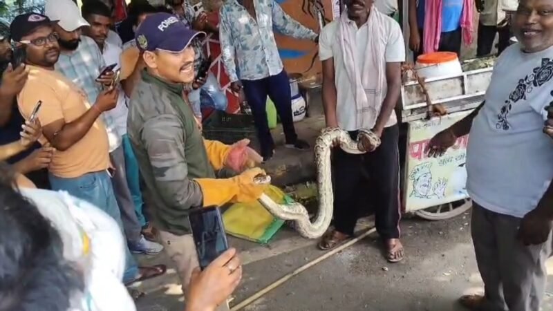 वीडियो: ठेली के नीचे से निकला अजगर, कचौड़ी की प्लेट फेंक भागे लोग, वनकर्मियों ने पकड़ा