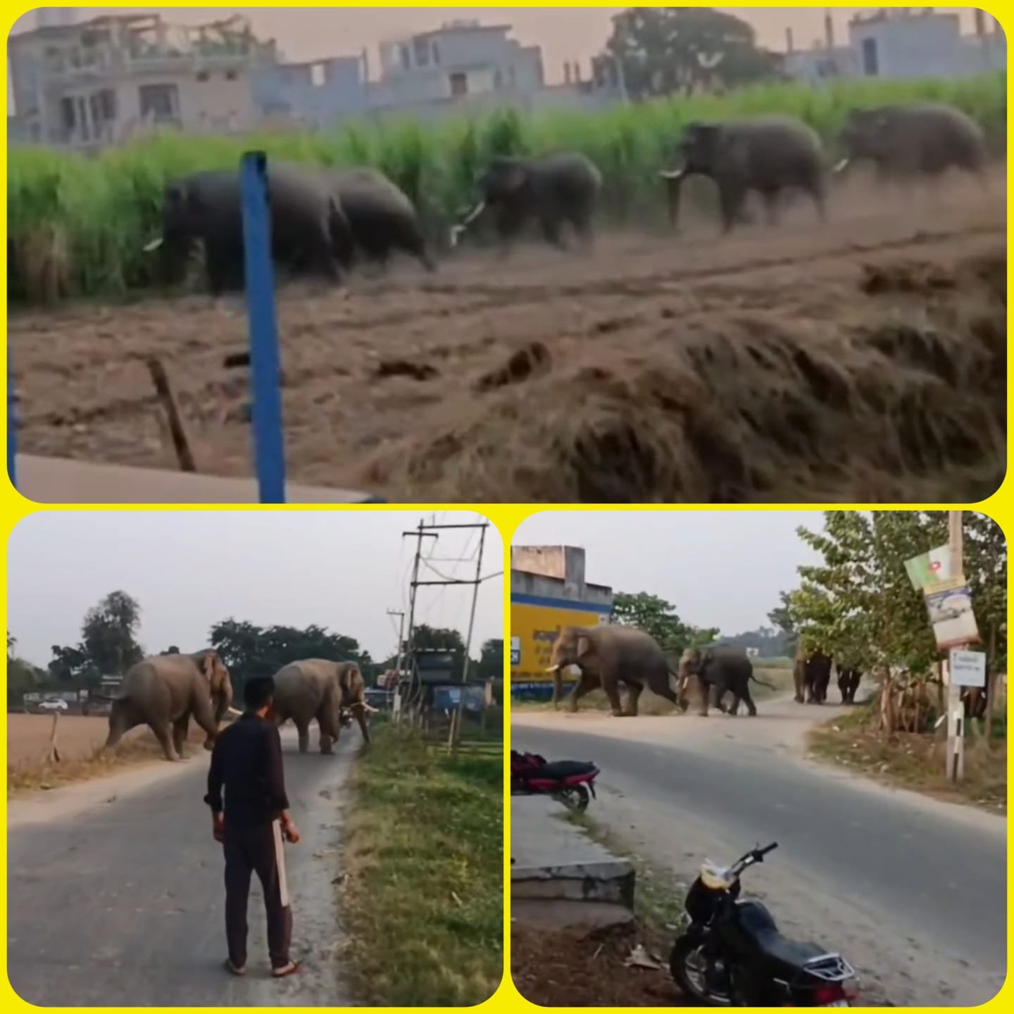 रिहायशी इलाके में घुसा हाथियों का झुंड, मची अफरा तफरी, गन्ने की फसल भी तहस नहस की