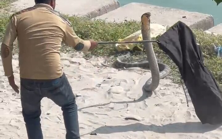 गंगा के पास नजर आया बहुत बड़ा किंग कोबरा, रेस्क्यू करने में वन कर्मी के छूट गए पसीने