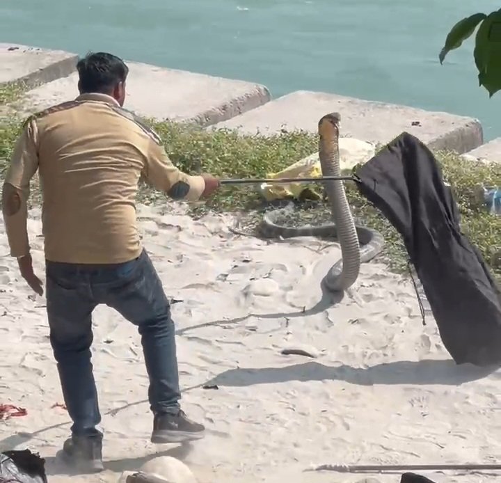 गंगा के पास नजर आया बहुत बड़ा किंग कोबरा, रेस्क्यू करने में वन कर्मी के छूट गए पसीने