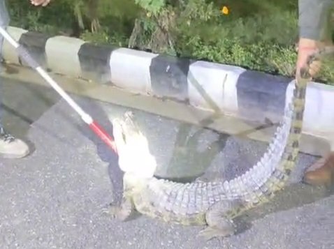 सीवेज ट्रीटमेंट प्लांट में घुसा मगरमच्छ, वन कर्मियों ने किया रेस्क्यू