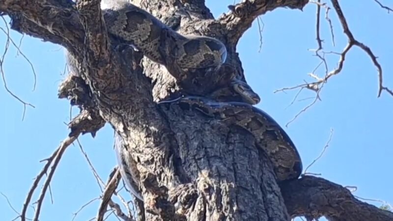 पेड़ पर लिपटा मिला विशालकाय अजगर, देखकर लोगों के उड़े होश