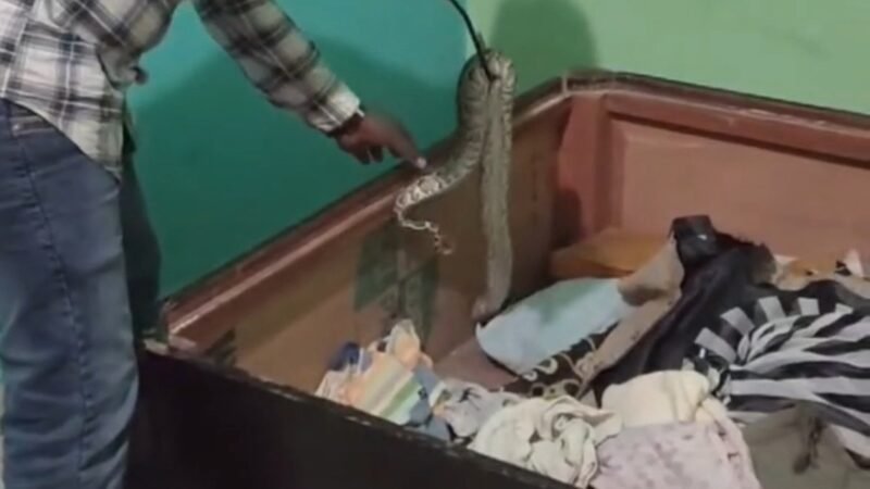 बेड के अंदर छुपा बैठा था अजगर, देखते ही लोगों के होश उड़ गए