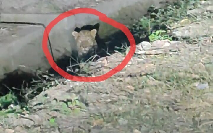 आबादी क्षेत्र में सड़क किनारे दिखा गुलदार, लोगों में दहशत