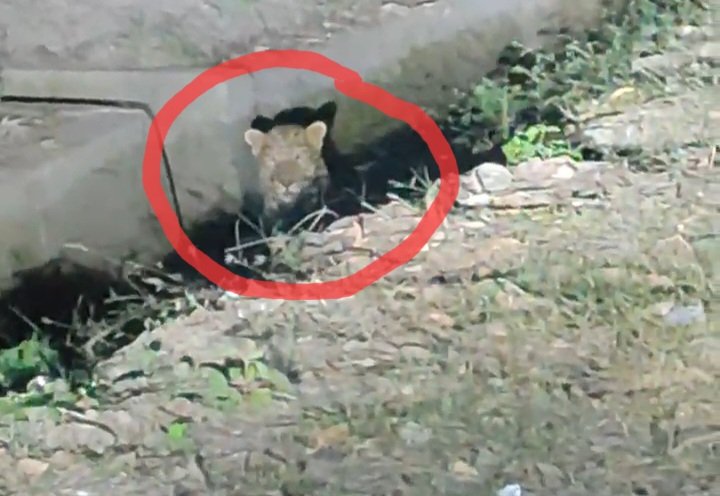 आबादी क्षेत्र में सड़क किनारे दिखा गुलदार, लोगों में दहशत