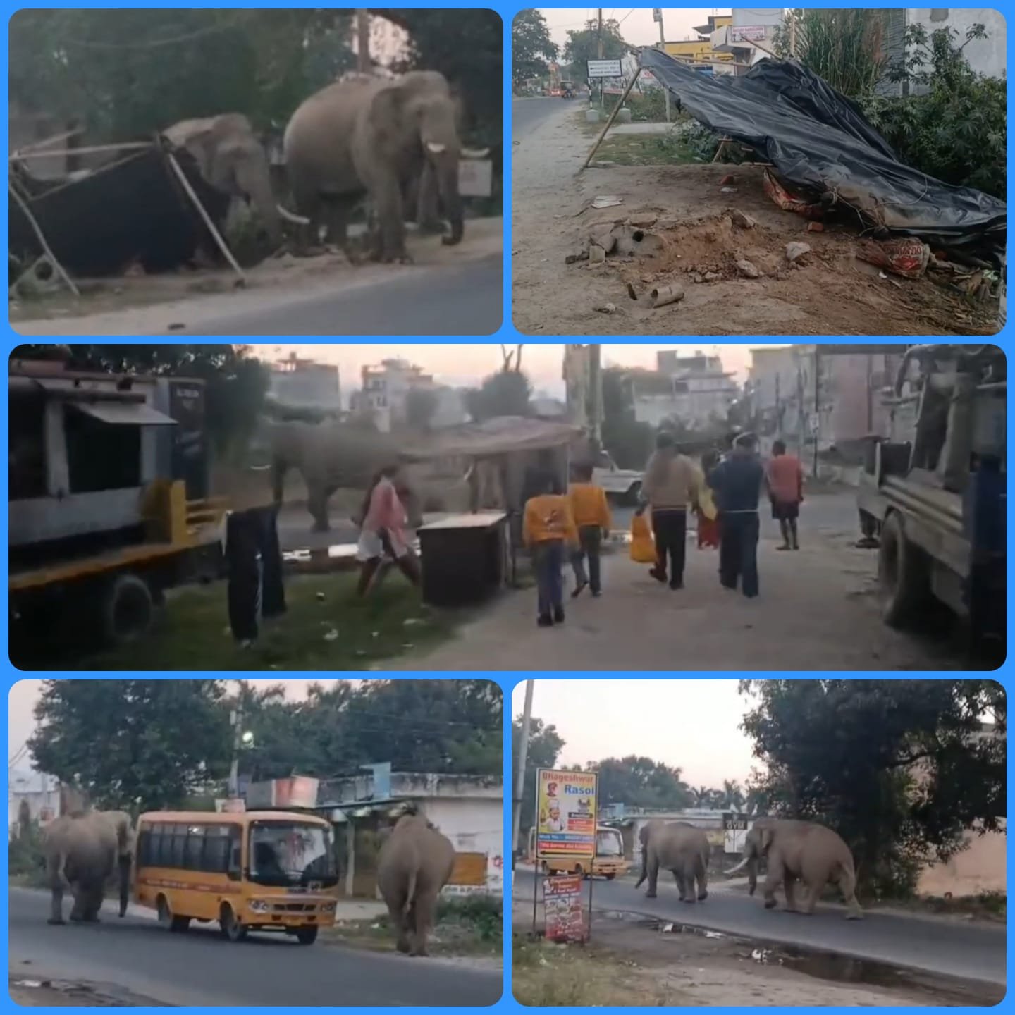 जंगली हाथियों ने जमकर मचाया उत्पात, दुकान का छप्पर तोड़ा बस घेरी, लोगों में मच गई अफरा तफरी