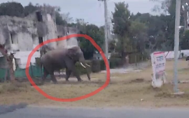 अफरातफरी: महिला के पीछे दौड़ा जंगली हाथी, भागकर बचाई जान