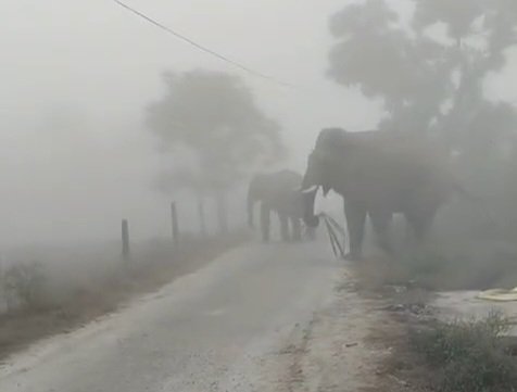 जंगली हाथियों का उत्पात, फसलों को पहुंचाया नुकसान, किसानों में रोष