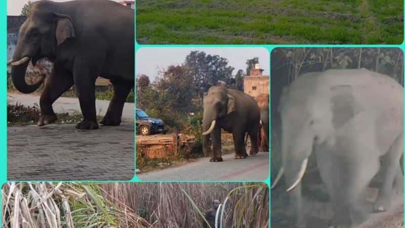 जंगली हाथियों को आबादी में आने से रोकेगी ‘एलीफेंट प्रूफ ट्रेंच’ जानिए क्या है प्लानिंग