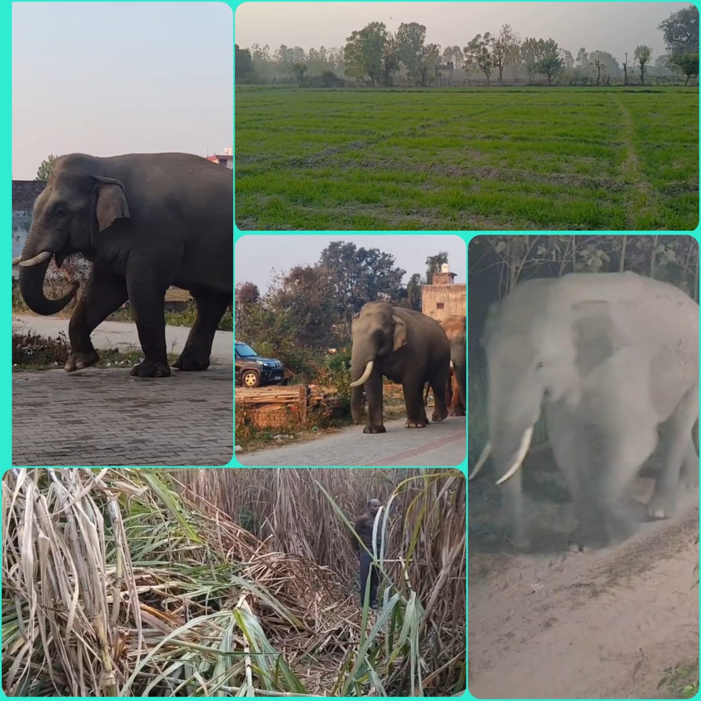 जंगली हाथियों को आबादी में आने से रोकेगी ‘एलीफेंट प्रूफ ट्रेंच’ जानिए क्या है प्लानिंग