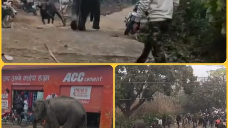 जंगल से भटक कर आबादी में आ पहुंचा हाथी का बच्चा, गांव में मची अफरा-तफरी, वन कर्मियों ने खदेड़ा