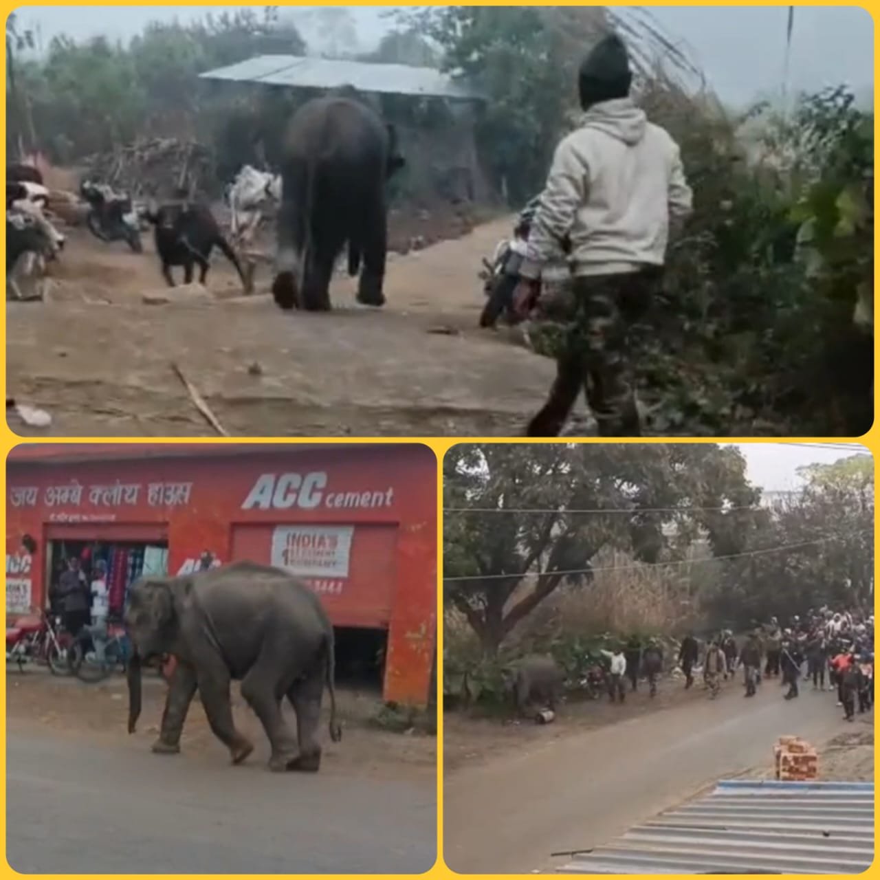 जंगल से भटक कर आबादी में आ पहुंचा हाथी का बच्चा, गांव में मची अफरा-तफरी, वन कर्मियों ने खदेड़ा