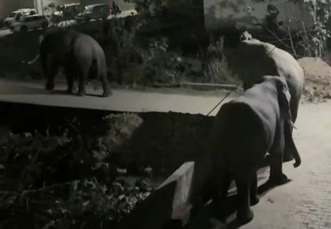 रिहायशी कॉलोनी में टहलता हुआ नजर आया जंगली हाथियों का झुंड