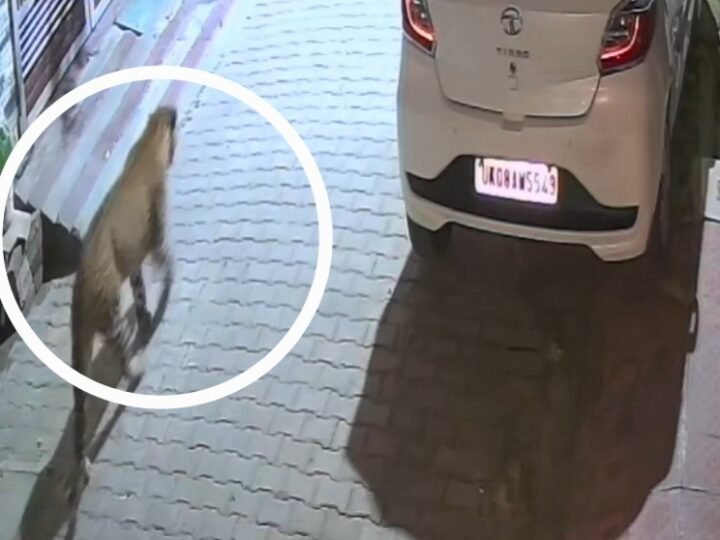 रिहायशी इलाकों की गलियों में घूम रहा गुलदार, लोगों में दहशत