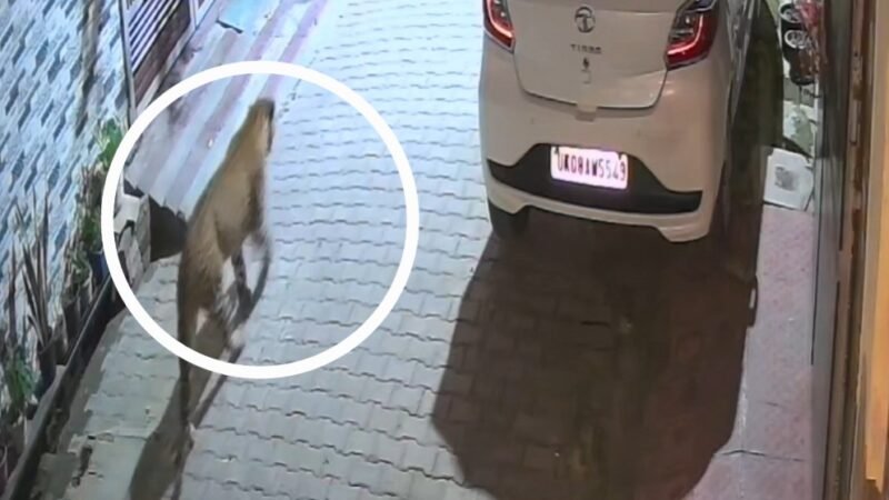 रिहायशी इलाकों की गलियों में घूम रहा गुलदार, लोगों में दहशत