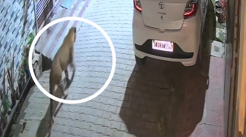 रिहायशी इलाकों की गलियों में घूम रहा गुलदार, लोगों में दहशत