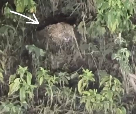 गांव की आबादी के पास नजर आया गुलदार, ग्रामीणों में दहशत