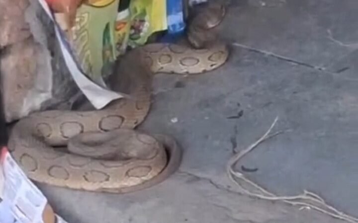 दुकान में जहरीला सांप देख मची अफरा-तफरी, रेस्क्यू किया गया