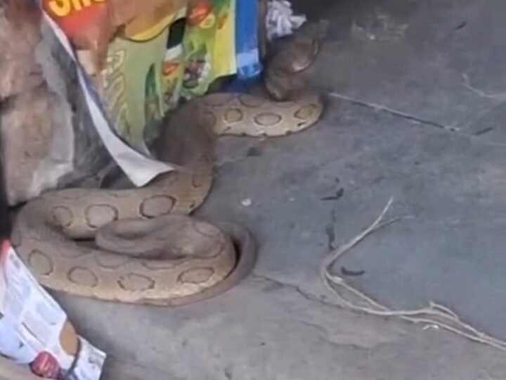 दुकान में जहरीला सांप देख मची अफरा-तफरी, रेस्क्यू किया गया