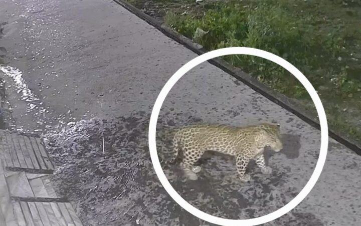 गली में घूम रहा गुलदार सीसीटीवी में हुआ कैद, लोगों में दहशत