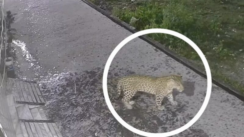 गली में घूम रहा गुलदार सीसीटीवी में हुआ कैद, लोगों में दहशत