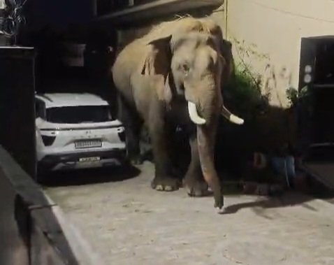 गली के बाहर चहल कदमी करता दिखा जंगली हाथी, सहमे लोग