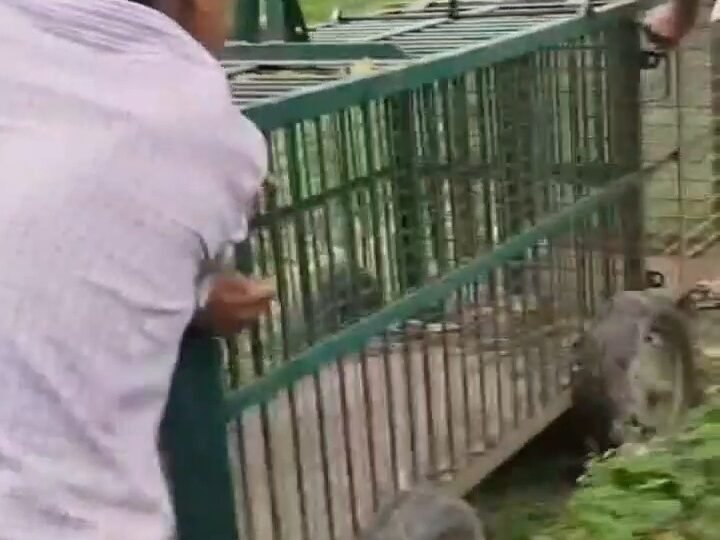 बहादराबाद क्षेत्र में आतंक पैदा करने वाले गुलदार को पकड़ेगा वन विभाग, पिंजरा लगाया