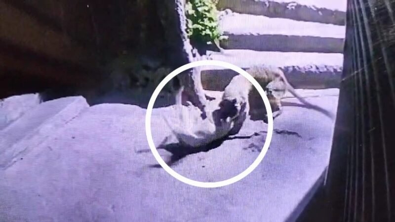 गुलदार का आतंक: स्ट्रीट डॉग को जबड़े में दबा ले गया गुलदार